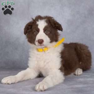 Bloom, Border Collie Puppy